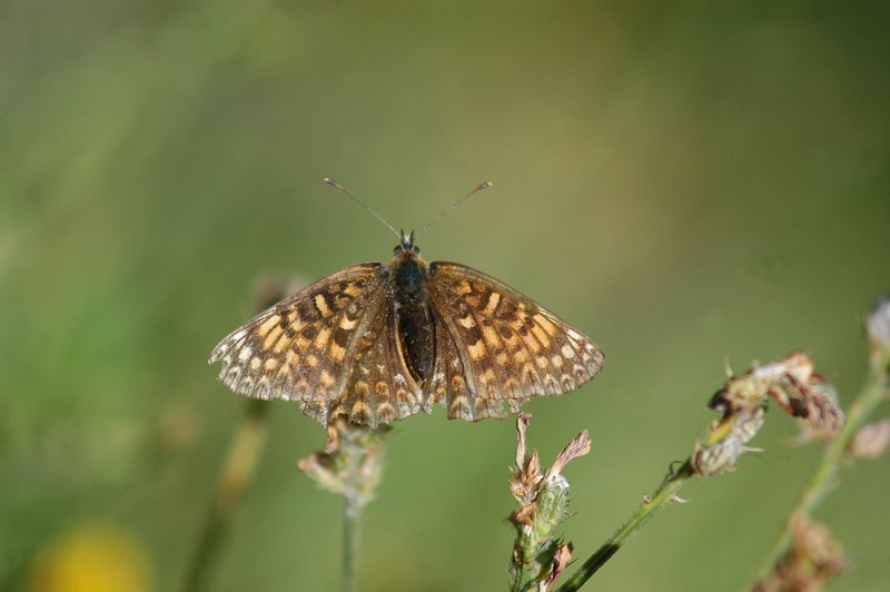 Melitaea phoebe